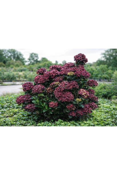 Гортензія Рембрандт Россо Глорі використання